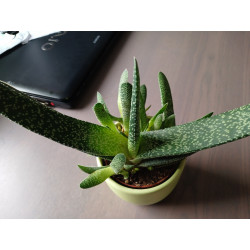 Gasteria (Carinata) Sukulente ZimmerPflanze, Ableger