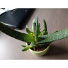 Gasteria (Carinata) Sukulente ZimmerPflanze, Ableger