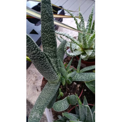 Gasteria (Carinata) Sukulente ZimmerPflanze, Ableger