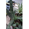 Gasteria (Carinata) Sukulente ZimmerPflanze, Ableger