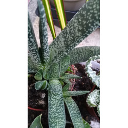 Gasteria (Carinata) Sukulente ZimmerPflanze, Ableger