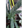 Gasteria (Carinata) Sukulente ZimmerPflanze, Ableger