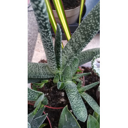 Gasteria (Carinata)...
