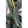 Gasteria (Carinata) Sukulente ZimmerPflanze, Ableger