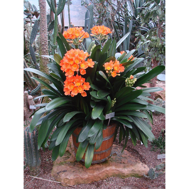Riemenblatt - Klivie (Clivia) Wunderschöne Blühpflanze bes. Wohn- u. Arbeitsräume