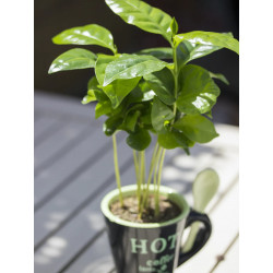 Kaffee Bäumchen (Coffea...