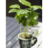 Kaffee Bäumchen (Coffea Arabica) Ableger, schöne Zimmer Pflanze besonders für Küche/Büro