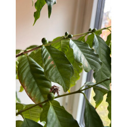 Kaffee Bäumchen (Coffea Arabica) Ableger, schöne Zimmer Pflanze besonders für Küche/Büro