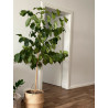 Kaffee Bäumchen (Coffea Arabica) Ableger, schöne Zimmer Pflanze besonders für Küche/Büro