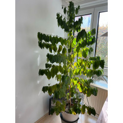 Kaffee Bäumchen (Coffea Arabica) Ableger, schöne Zimmer Pflanze besonders für Küche/Büro