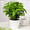 Kaffee Bäumchen (Coffea Arabica) Ableger, schöne Zimmer Pflanze besonders für Küche/Büro