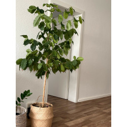 Kaffee Bäumchen (Coffea Arabica) Ableger, schöne Zimmer Pflanze besonders für Küche/Büro