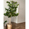 Kaffee Bäumchen (Coffea Arabica) Ableger, schöne Zimmer Pflanze besonders für Küche/Büro