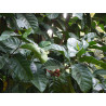 Kaffee Bäumchen (Coffea Arabica) Ableger, schöne Zimmer Pflanze besonders für Küche/Büro