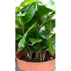 Kaffee Bäumchen (Coffea Arabica) Ableger, schöne Zimmer Pflanze besonders für Küche/Büro