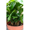 Kaffee Bäumchen (Coffea Arabica) Ableger, schöne Zimmer Pflanze besonders für Küche/Büro
