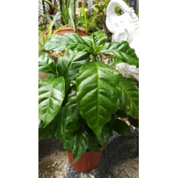 Kaffee Bäumchen (Coffea Arabica) Ableger, schöne Zimmer Pflanze besonders für Küche/Büro