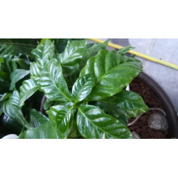 Kaffee Bäumchen (Coffea Arabica) Ableger, schöne Zimmer Pflanze besonders für Küche/Büro