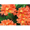 Riemenblatt - Klivie (Clivia) Wunderschöne Blühpflanze bes. Wohn- u. Arbeitsräume