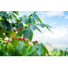 Kaffee Bäumchen (Coffea Arabica) Ableger, schöne Zimmer Pflanze besonders für Küche/Büro