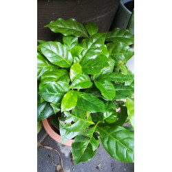 Kaffee Bäumchen (Coffea Arabica) Ableger, schöne Zimmer Pflanze besonders für Küche/Büro