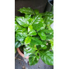 Kaffee Bäumchen (Coffea Arabica) Ableger, schöne Zimmer Pflanze besonders für Küche/Büro