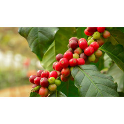Kaffee Bäumchen (Coffea Arabica) Ableger, schöne Zimmer Pflanze besonders für Küche/Büro