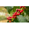 Kaffee Bäumchen (Coffea Arabica) Ableger, schöne Zimmer Pflanze besonders für Küche/Büro