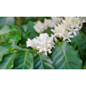 Kaffee Bäumchen (Coffea Arabica) Ableger, schöne Zimmer Pflanze besonders für Küche/Büro
