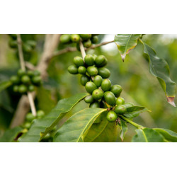 Kaffee Bäumchen (Coffea Arabica) Ableger, schöne Zimmer Pflanze besonders für Küche/Büro
