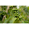Kaffee Bäumchen (Coffea Arabica) Ableger, schöne Zimmer Pflanze besonders für Küche/Büro