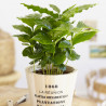 Kaffee Bäumchen (Coffea Arabica) Ableger, schöne Zimmer Pflanze besonders für Küche/Büro
