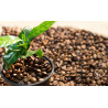 Kaffee Bäumchen (Coffea Arabica) Ableger, schöne Zimmer Pflanze besonders für Küche/Büro