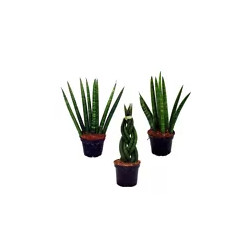 Ableger Bogenhanf (Sansevieria), bewurzelt, schöne Zimmer Pflanze bes. wertvoll f. Schlafräume