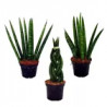 Ableger Bogenhanf (Sansevieria), bewurzelt, schöne Zimmer Pflanze bes. wertvoll f. Schlafräume