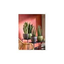 Ableger Bogenhanf (Sansevieria), bewurzelt, schöne Zimmer Pflanze bes. wertvoll f. Schlafräume