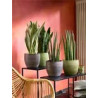 Ableger Bogenhanf (Sansevieria), bewurzelt, schöne Zimmer Pflanze bes. wertvoll f. Schlafräume