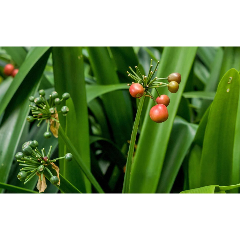 Riemenblatt - Klivie (Clivia) Wunderschne Blhpflanze bes. Wohn- u.  Arbeitsrume