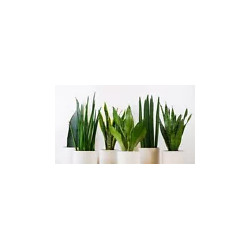 Ableger Bogenhanf (Sansevieria), bewurzelt, schöne Zimmer Pflanze bes. wertvoll f. Schlafräume