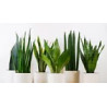 Ableger Bogenhanf (Sansevieria), bewurzelt, schöne Zimmer Pflanze bes. wertvoll f. Schlafräume