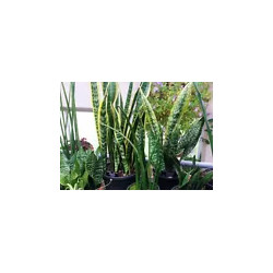 Ableger Bogenhanf (Sansevieria), bewurzelt, schöne Zimmer Pflanze bes. wertvoll f. Schlafräume