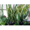 Ableger Bogenhanf (Sansevieria), bewurzelt, schöne Zimmer Pflanze bes. wertvoll f. Schlafräume
