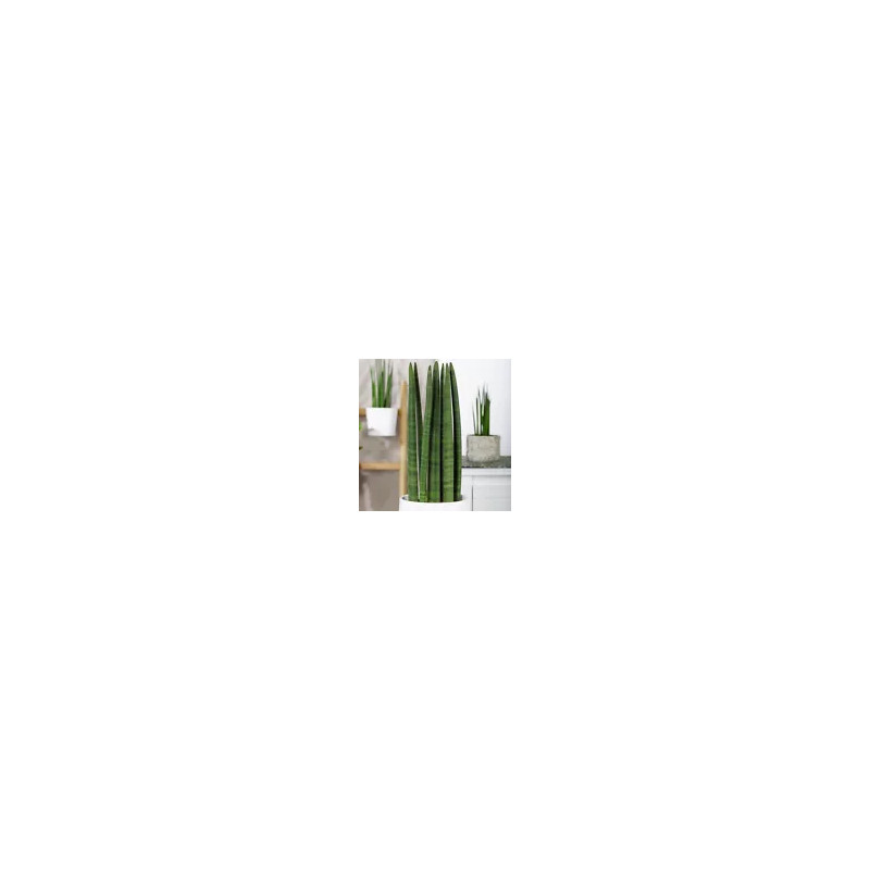 Ableger Bogenhanf (Sansevieria), bewurzelt, schöne Zimmer Pflanze bes. wertvoll f. Schlafräume