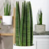 Ableger Bogenhanf (Sansevieria), bewurzelt, schöne Zimmer Pflanze bes. wertvoll f. Schlafräume