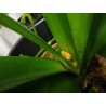 Riemenblatt - Klivie (Clivia) Wunderschöne Blühpflanze bes. Wohn- u. Arbeitsräume