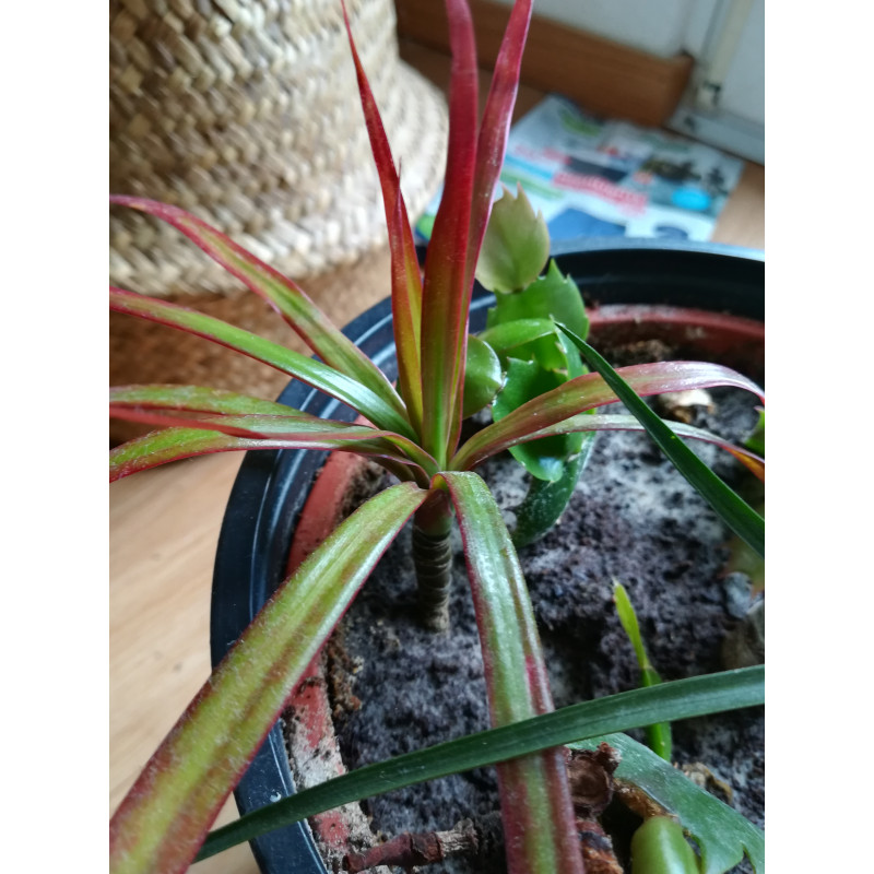 Drachenbaum Ableger (Dracaena) grün wunderschön pflegeleichte Palmenart