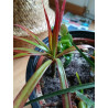 Drachenbaum Ableger (Dracaena) grün wunderschön pflegeleichte Palmenart