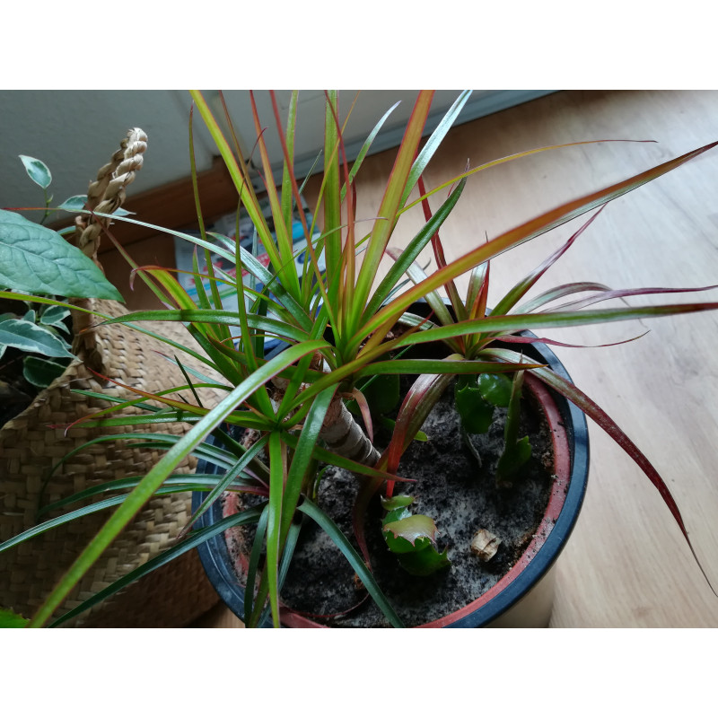 Drachenbaum Ableger (Dracaena) grn wunderschn pflegeleichte Palmenart