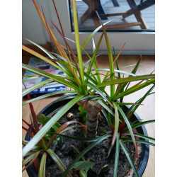 Drachenbaum Ableger (Dracaena) grün wunderschön pflegeleichte Palmenart