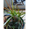 Drachenbaum Ableger (Dracaena) grün wunderschön pflegeleichte Palmenart